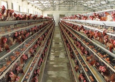 Q235 κλουβί κοτόπουλου στρώματος πλέγματος χαλύβδινων συρμάτων χαμηλού άνθρακα για την καλλιέργεια πουλερικών