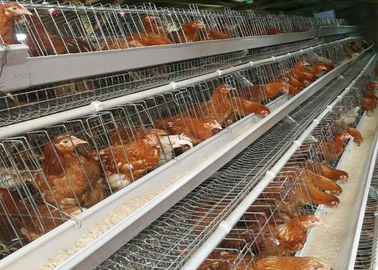 Γαλβανισμένο κλουβί στρώματος κοτόπουλου μπαταριών, εξοπλισμός καλλιέργειας πουλερικών