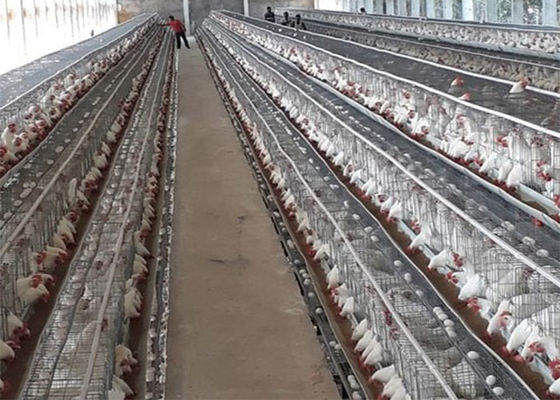 Φτηνή τιμή 3 σειρές 96 κλουβιά κοτόπουλου πουλερικών της Ζάμπια στρώματος μπαταριών αυγών πουλιών
