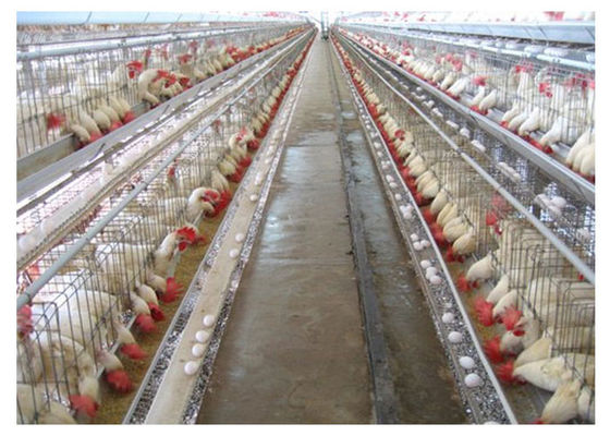 Κλουβί κοτόπουλου σχαρών καλλιέργειας πουλερικών Q235 με το πιστοποιητικό CE