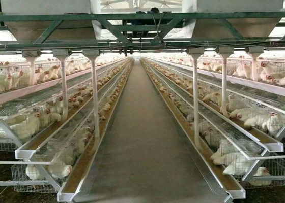 Αυτόματα κλουβιά κοτόπουλου αγροτικών Q235 πουλερικών μπαταριών