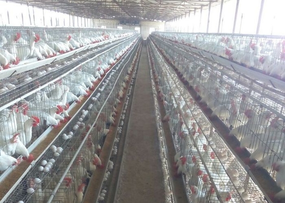 Ο τύπος Χ γαλβάνισε το αυτόματο κλουβί κοτόπουλου φαρμάτων πουλερικών bettery laer για την αγορά της Νότιας Αφρικής