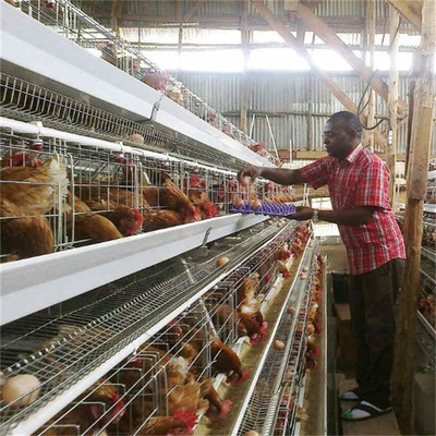 Τυφανωμένα κλουβιά στρώσης χάλυβα χωρητικότητα 96-160 κοτόπουλα