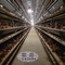 Αυτόματη 160 στρώση πουλιών κλουβί εκτροφής πουλερικών για στρώσεις αυγών