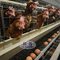Αυτόματη 160 στρώση πουλιών κλουβί εκτροφής πουλερικών για στρώσεις αυγών