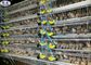 Απλό κλουβί ωοτοκίας ορτυκιών Q235 800 πουλιών χρησιμοποιώντας ζωή εργασίας ικανότητας μακριά