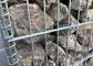 50 X 100mm γαλβανισμένο ενωμένο στενά πλέγμα Gabion/ενωμένος στενά πέτρινος τοίχος κλουβιών