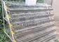 Γαλβανισμένο εμπορικό κλουβί ωοτοκίας ορτυκιών, αυτόματη σίτιση κλουβιών μπαταριών ορτυκιών