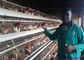 Το κοτόπουλο πουλερικών καλλιέργειας εγκλωβίζει το αυτόματο κλουβί στρώματος κοτόπουλου με τα μακρά ζωή