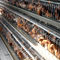 Αυτόματο κλουβί κοτόπουλου στρώματος κοτόπουλου αυγών εξοπλισμού φαρμάτων πουλερικών συστημάτων μηχανών τύπων