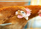 96 πουλιά γαλβάνισαν το κλουβί κοτόπουλου στρώματος 3 σειρών