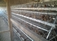 Ο τύπος Χ γαλβάνισε το αυτόματο κλουβί κοτόπουλου φαρμάτων πουλερικών bettery laer για την αγορά της Νότιας Αφρικής