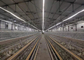 Γαλβανισμένα πουλερικά αυτόματο σύστημα κλουβιών κοτόπουλου στρώματος 3/4 σειρές