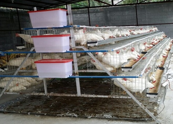 αναπαράγοντας 500-1000 κλουβιά κοτόπουλου στρώματος πουλιών κατάλληλα για τα άτομα