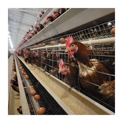 Τύπος H Αυτοματοποιημένο εξοπλισμό για κλουβιά κοτόπουλων για την παραγωγή αυγών