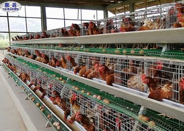 Το γαλβανισμένες κλουβί κοτόπουλου στρώματος αυγών/οι ωοτόκες όρνιθες αυγών καλλιεργεί 3 έτη εξουσιοδότησης