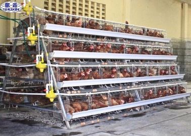 Κλουβί κοτόπουλου στρώματος 10000 αυγών/προσαρμοσμένη κλουβί υπηρεσία στρώματος φαρμάτων πουλερικών