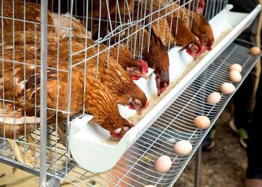 Κλουβί μπαταριών κοτόπουλου στρώματος αυγών, σύστημα κλουβιών στρώματος πουλερικών αγροτικών ωοτόκων ορνίθων