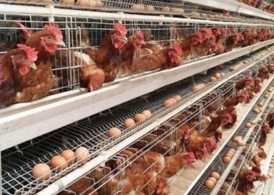96 / Σύστημα τροφοδοσίας πουλερικών κλουβιών κοτόπουλου στρώματος 160 πουλιών