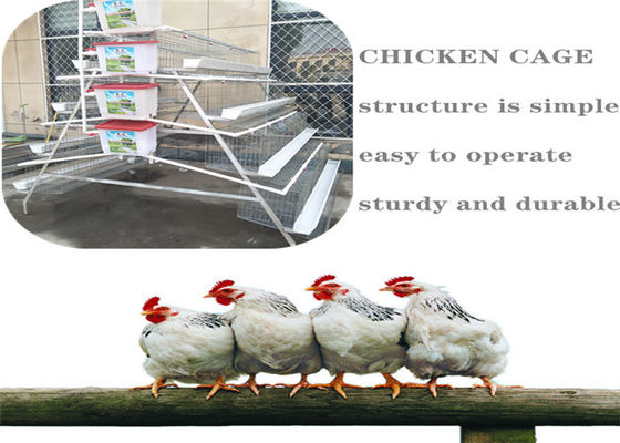 5 σειρές που καλλιεργούν το κλουβί αναπαραγωγής κοτόπουλου Q235