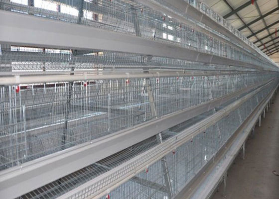 Η μεγάλη περιεκτικότητα γαλβάνισε τα αυτόματα κλουβιά κοτών στρώματος για 160 κοτόπουλα