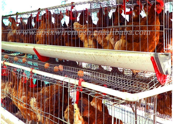 Αυτόματο σύστημα 128 τύπων αγροτικός εξοπλισμός στρώματος αυγών κλουβιών κοτόπουλου πουλερικών