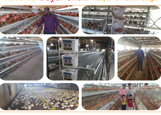 Εύρωστο ευρύχωρο γαλβανισμένο κλουβί 128 κοτόπουλου στρώματος πουλιά για την αναπαραγωγή φαρμάτων πουλερικών