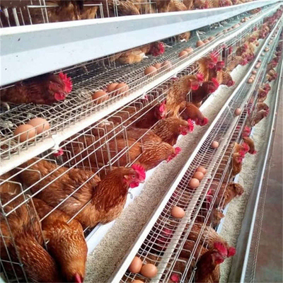 3 σειρές 96 κοτόπουλο στρώματος κλουβιών πουλερικών ωοτόκων ορνίθων πουλιών για το αγρόκτημα