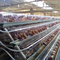 Καλλιέργεια πουλερικών κλουβί κοτόπουλου 3 σειρών που βάζει το πλέγμα χαλύβδινων συρμάτων αυγών Q235
