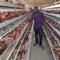 Πτηνοτροφείο A Τύπου Q235 Κλουβί κοτόπουλου 4 επιπέδων 160 πτηνών Γαλβανισμένο εν θερμώ