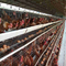 3 Βαθμίδα Α Τύπου Αυτόματη Στρώση Κλουβί κοτόπουλου Αυγοτροφείο ωοπαραγωγής όρνιθες Μπαταρία πουλερικών