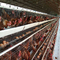 Κλουβί κοτόπουλου 160 στρώσεων αναπαραγωγής γαλβανισμένο αυτόματο πουλερικό τύπου 4 επιπέδων