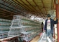 Μεμονωμένο αγρόκτημα 3 σειρές 4 κλουβί κοτόπουλου στρώματος δωματίων για 500-1000birds