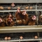 Η μπαταρία μεταλλική στρώση ζώου Κλουβί κοτόπουλου για την τοποθέτηση αυγών κοτόπουλων