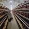 Galfan Wire Poultry House στρώμα Κλουβί κοτόπουλου για την τοποθέτηση αυγών