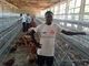 Q235 τροφοδότης κοτόπουλου κλουβιών μπαταριών κοτόπουλου στρώματος για τα φάρματα πουλερικών