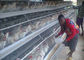 Καυτή βυθισμένη γαλβανισμένη επεξεργασία επιφάνειας κλουβιών κοτόπουλου στρώματος αυγών ικανότητας 96