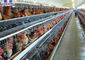Αυτόματο σύστημα κλουβιών μπαταριών πουλερικών κλουβιών κοτόπουλου στρώματος στο αγρόκτημα της Μποτσουάνα