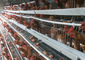 4 σειρές 128 κλουβί κοτόπουλου στρώματος τύπων ικανότητας Χ για το εμπορικό αγρόκτημα κοτόπουλου