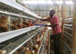 Αγρόκτημα 4 της Τανζανίας κλουβί μπαταριών στρώματος κοτόπουλου σειρών, σύστημα κλουβιών πουλερικών