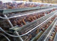 Κλουβί μπαταριών κλουβιών κοτόπουλου στρώματος πλέγματος καλωδίων με το αυτόματο σύστημα τροφοδοσίας κοτόπουλου