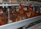 Η αυτόματη κατανάλωση γαλβάνισε το κλουβί κοτόπουλου στρώματος 2.8mm