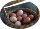 Αυγό 4 μπαταριών κλουβί κοτόπουλου στρώματος σειρών με τον τροφοδότη