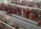 Εύρωστο ευρύχωρο γαλβανισμένο κλουβί 128 κοτόπουλου στρώματος πουλιά για την αναπαραγωγή φαρμάτων πουλερικών